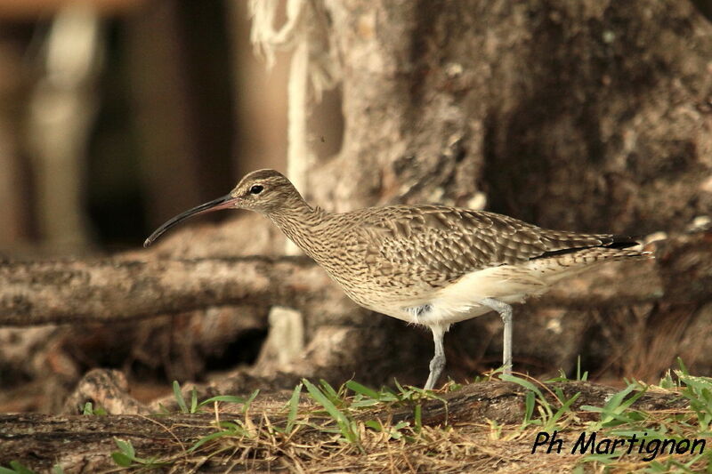 Eurasian Whimbrel, identification