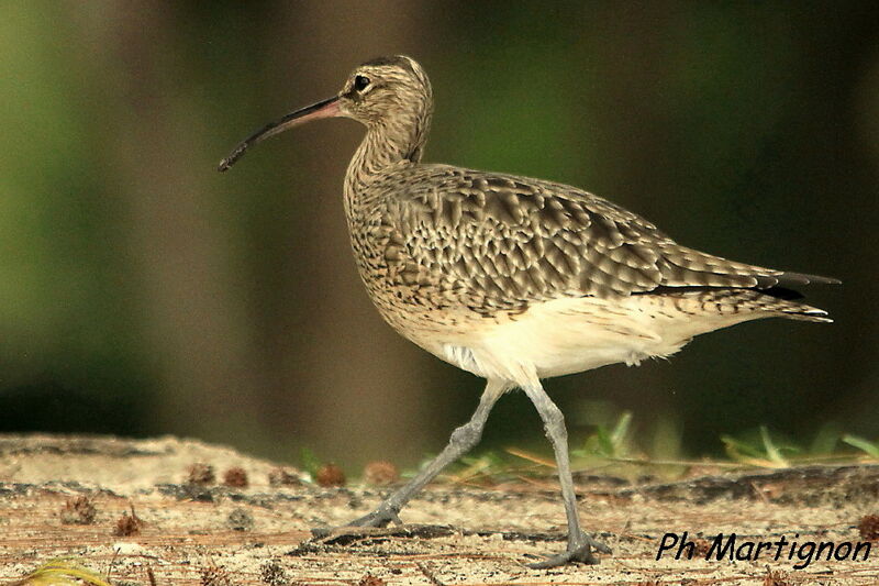 Eurasian Whimbrel, identification