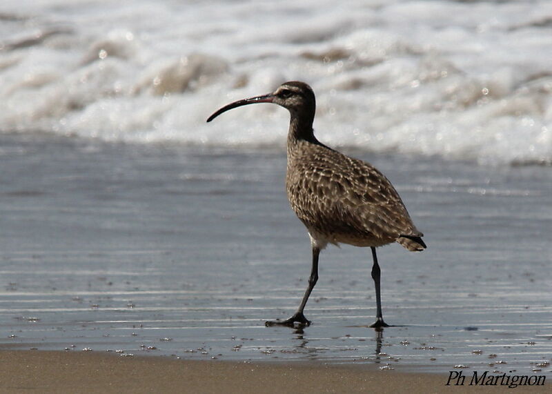 Hudsonian Whimbrel, identification