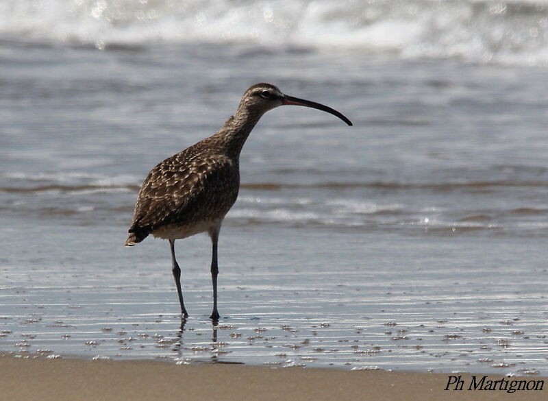 Hudsonian Whimbrel, identification