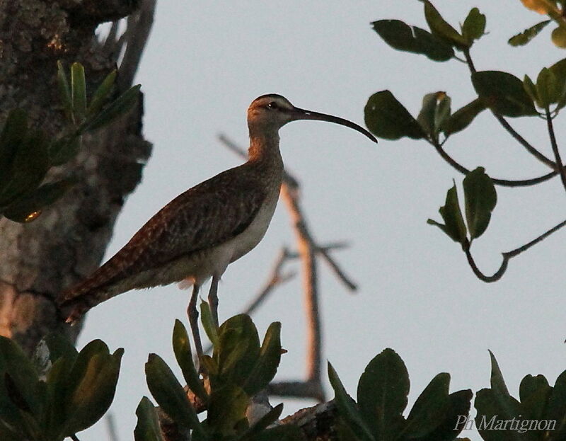 Hudsonian Whimbrel, identification