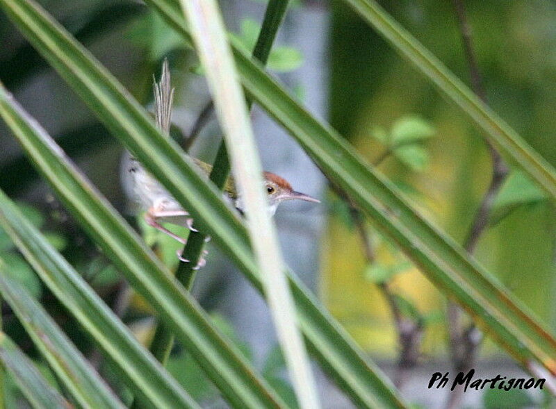 Dark-necked Tailorbird