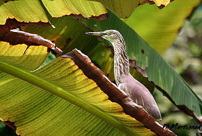 Indian Pond Heron