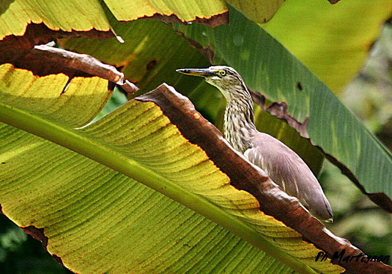 Indian Pond Heron