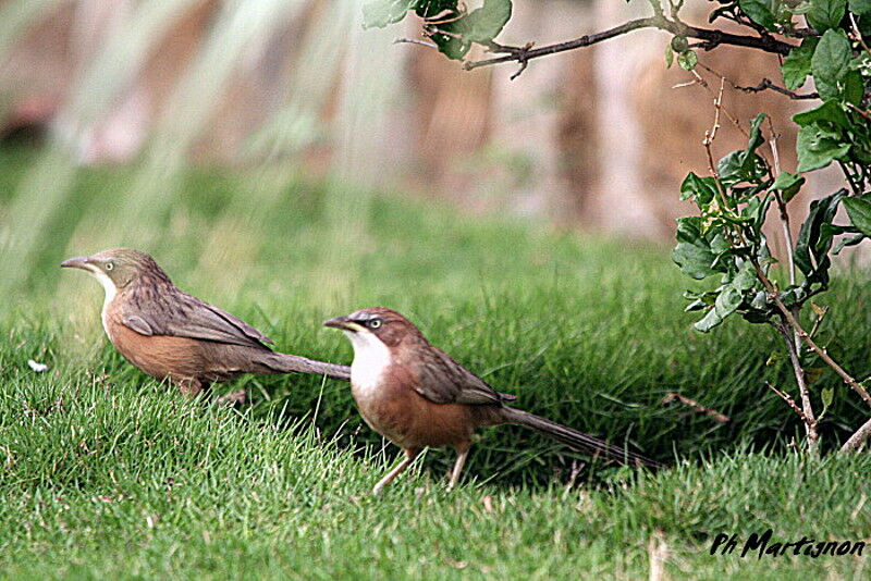 White-throated Babbler, identification