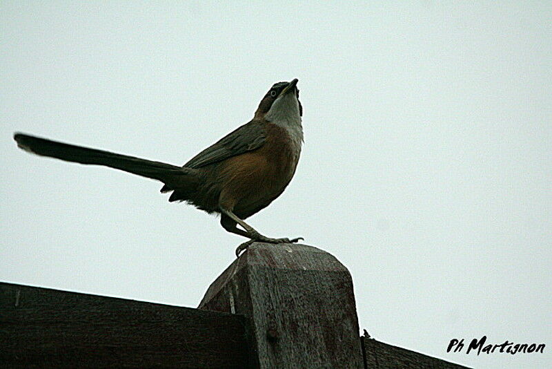 White-throated Babbler, identification