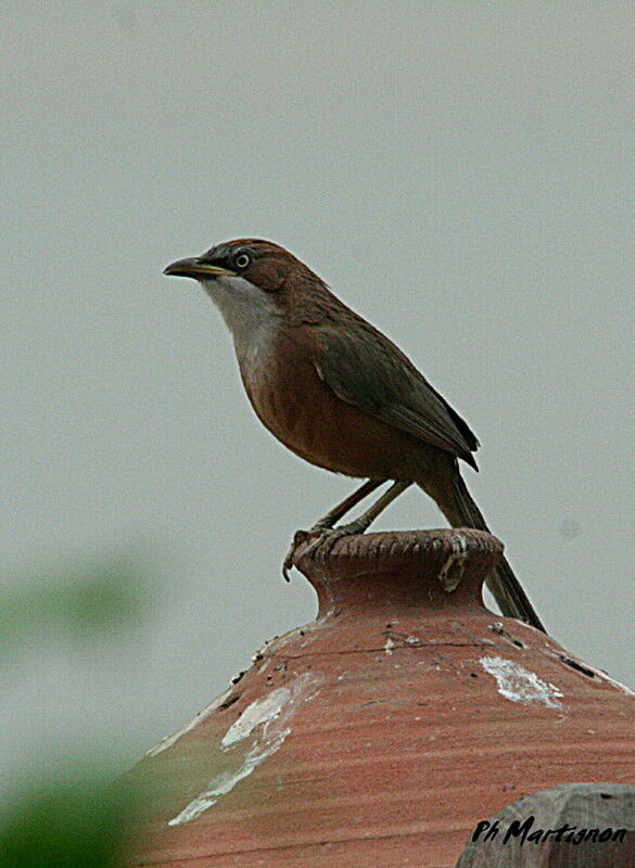 White-throated Babbler, identification