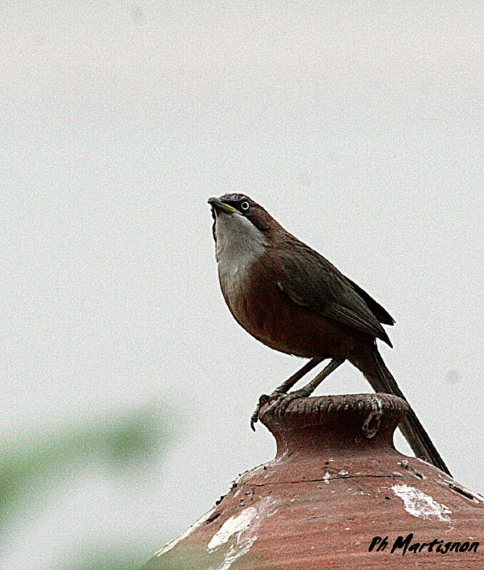 White-throated Babbler, identification