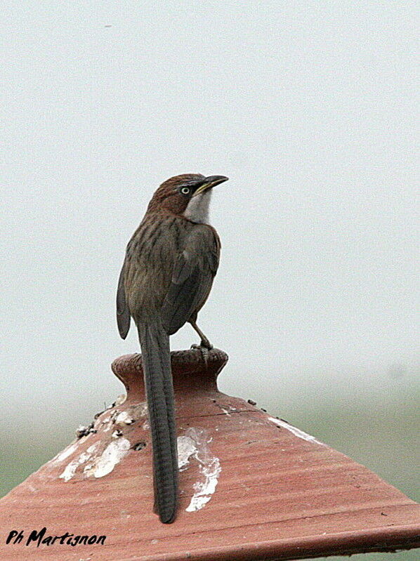 White-throated Babbler, identification