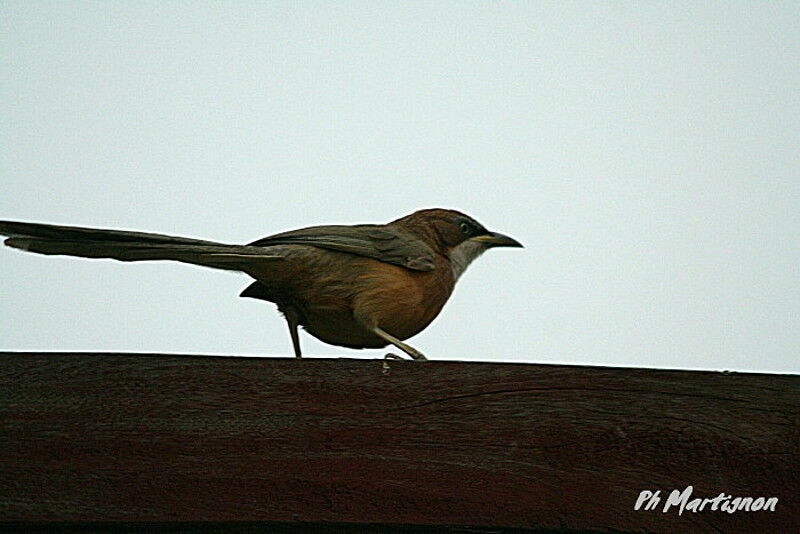 White-throated Babbler