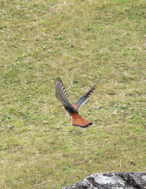 American Kestrel, Flight