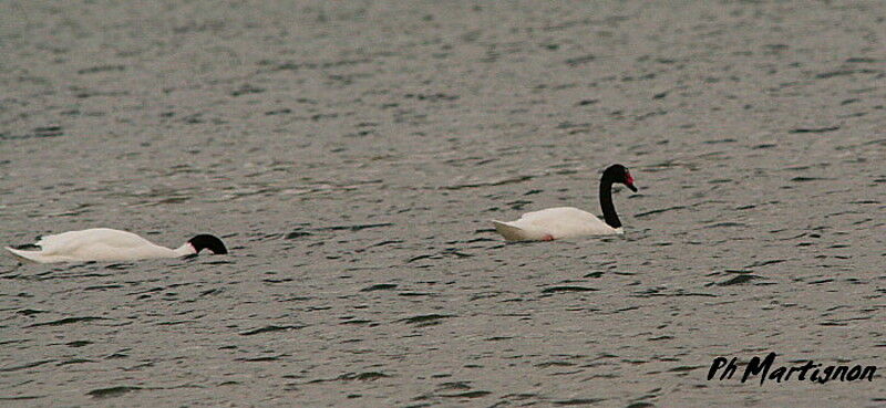 Black-necked Swan