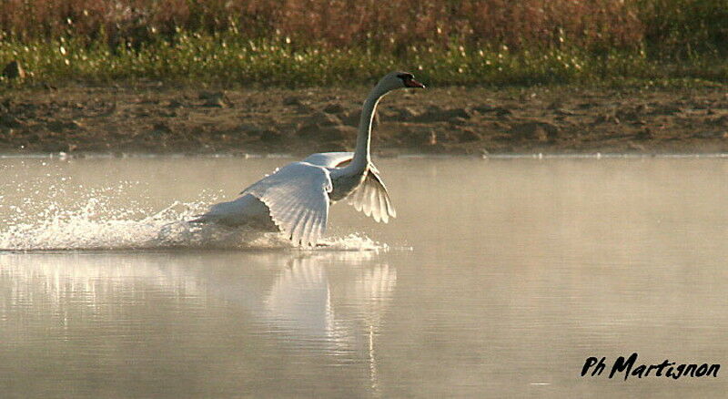 Cygne tuberculé