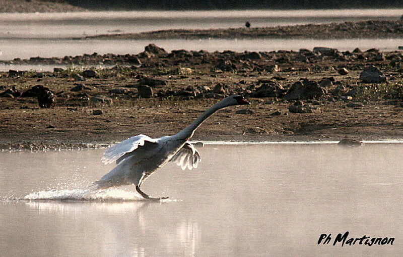 Cygne tuberculé