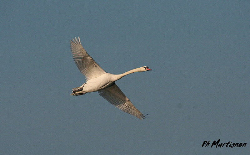 Cygne tuberculé, Vol