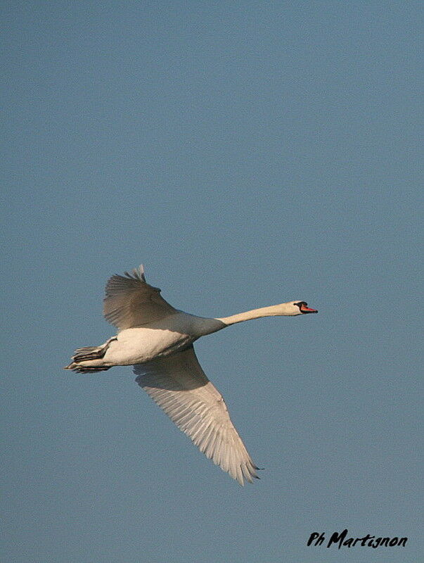 Cygne tuberculé, Vol