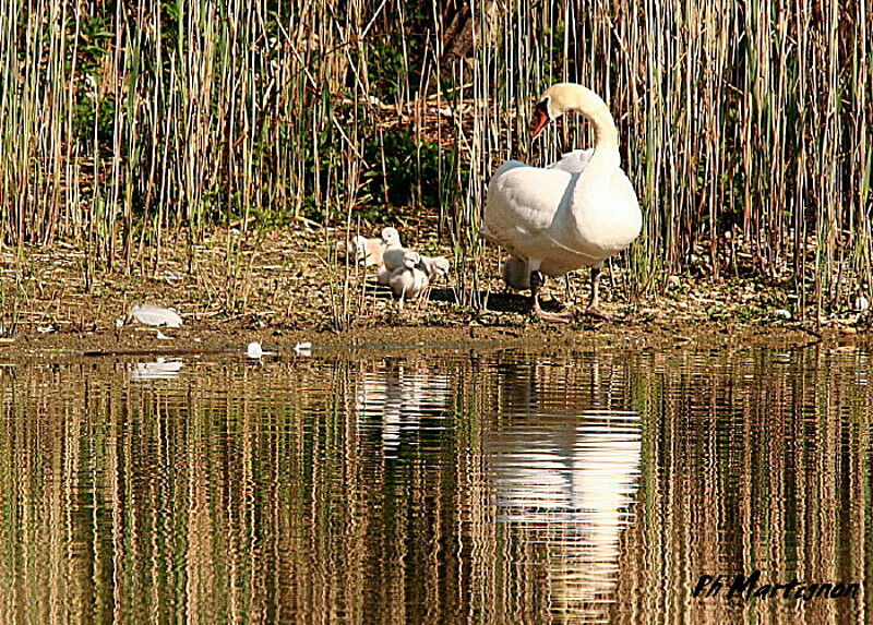 Mute Swan, identification, Behaviour