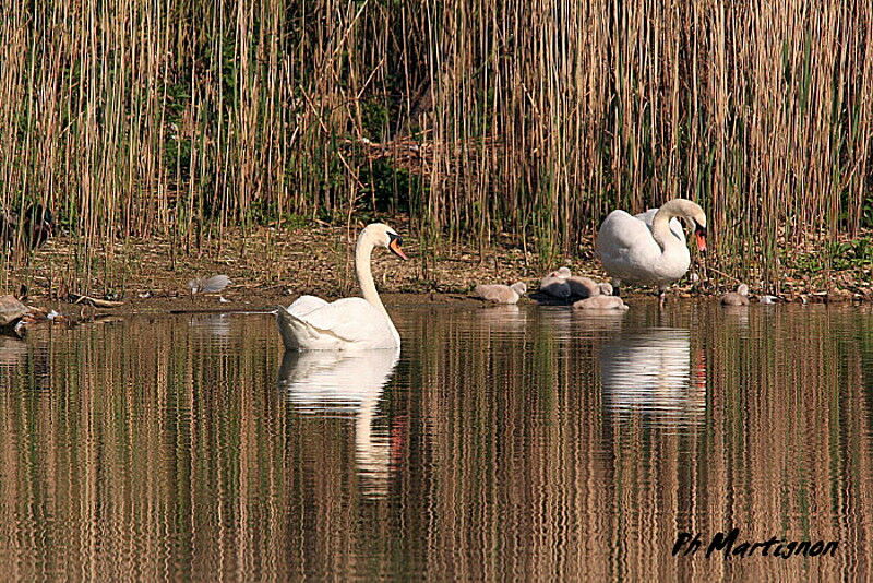 Mute Swan, identification, Behaviour