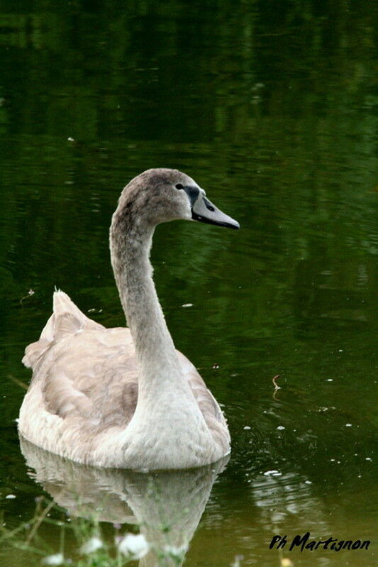 Cygne tuberculéjuvénile, identification