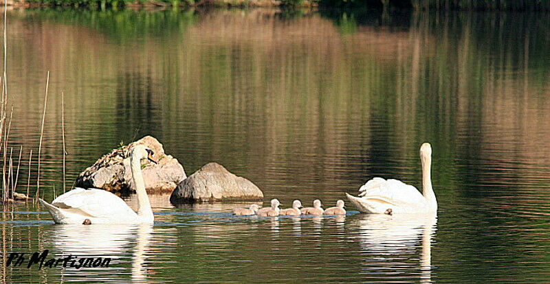 Cygne tuberculé, identification, Comportement