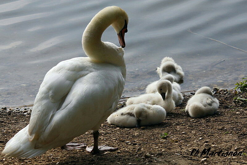 Cygne tuberculé