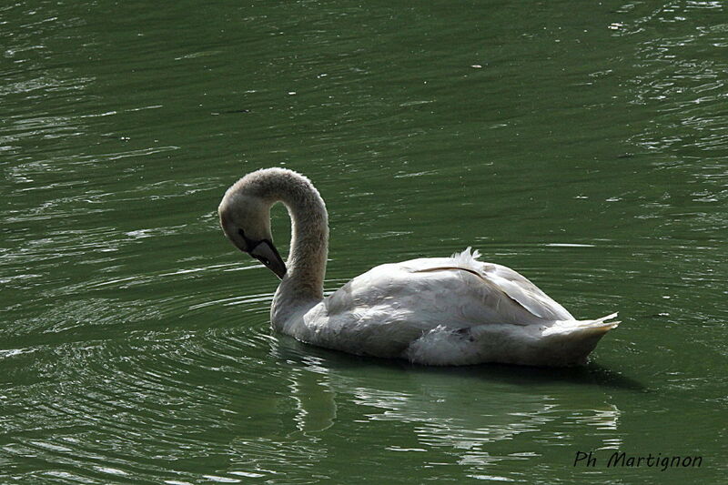 Mute Swan, identification