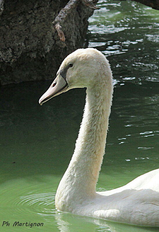 Cygne tuberculé, habitat