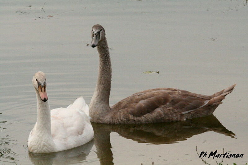 Cygne tuberculéjuvénile, identification