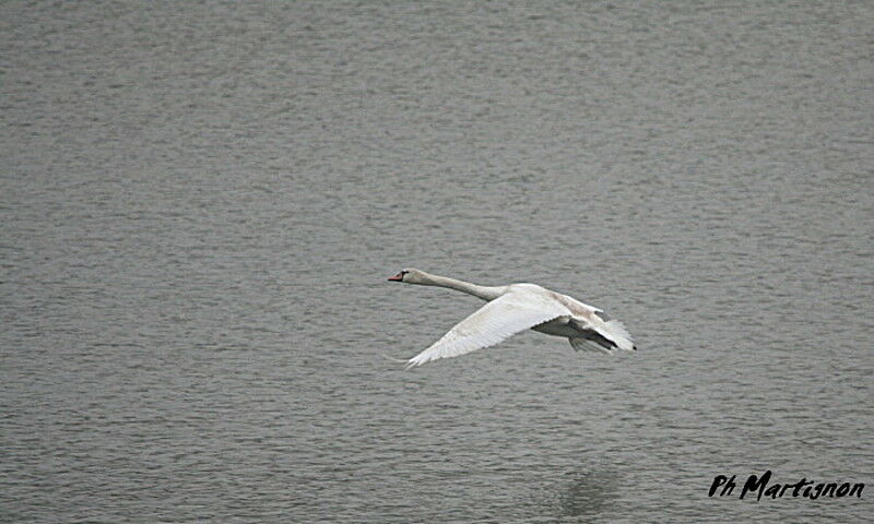 Cygne tuberculé, Vol