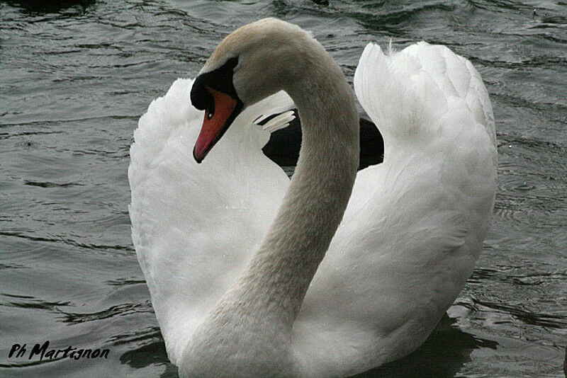 Mute Swan, identification