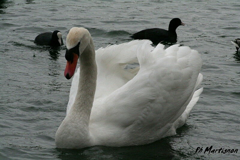 Mute Swan, identification