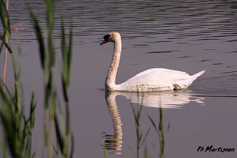 Mute Swan, identification