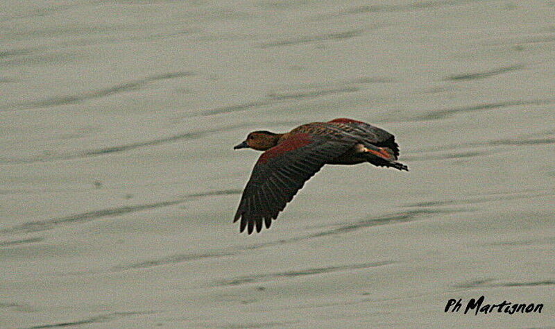 Dendrocygne siffleur, Vol