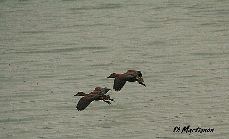 Lesser Whistling Duck, Flight