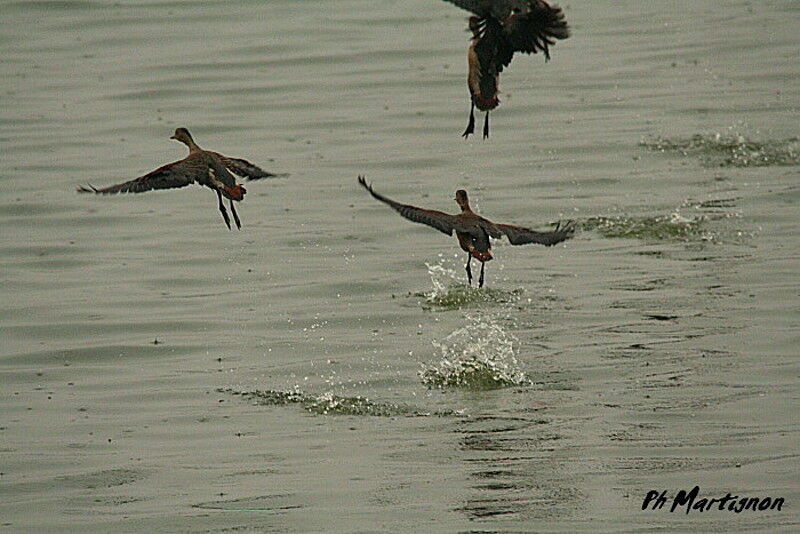 Dendrocygne siffleur, Vol