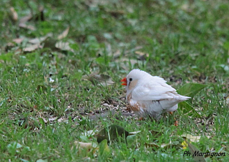 Sunda Zebra Finch, identification