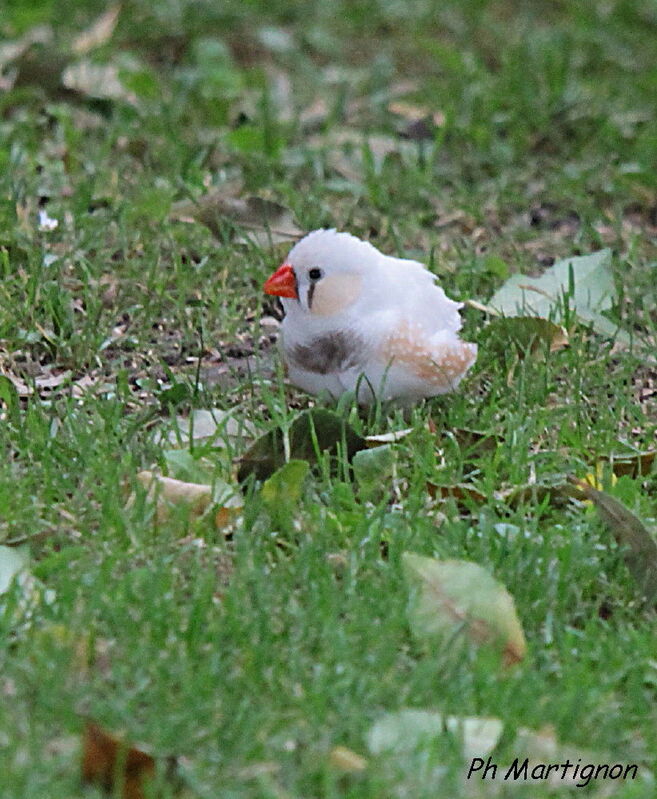 Diamant mandarin, identification