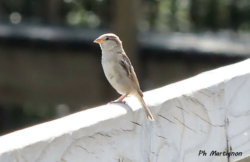 Dicée à bec épais, identification