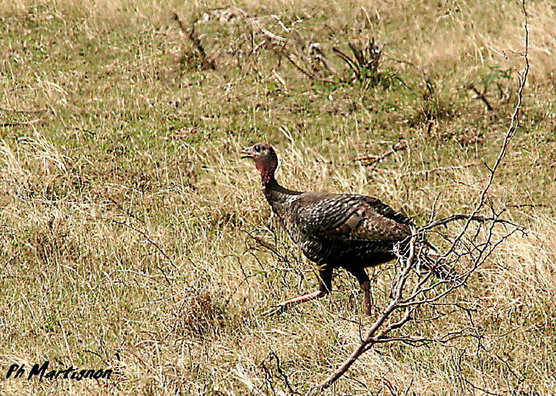 Dindon sauvage, identification