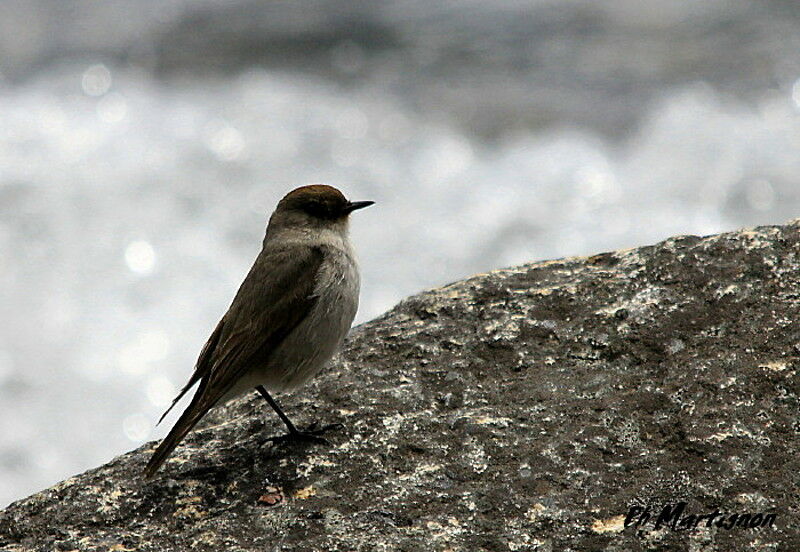 Dark-faced Ground Tyrant