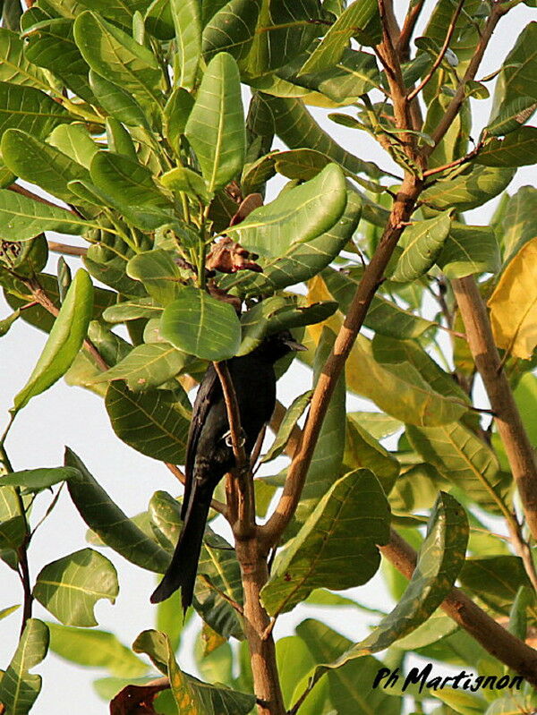 Black Drongo