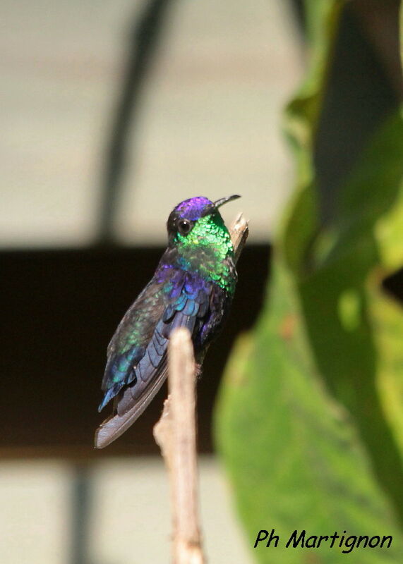 Crowned Woodnymph, identification