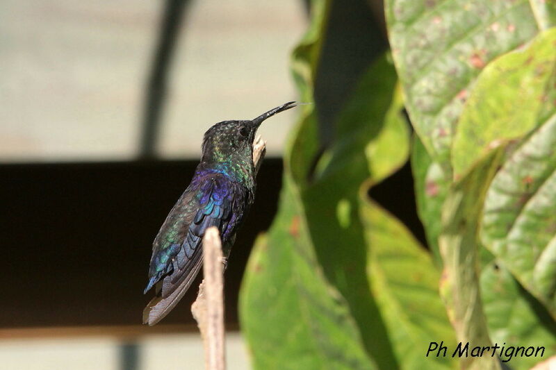 Dryade couronnée, identification