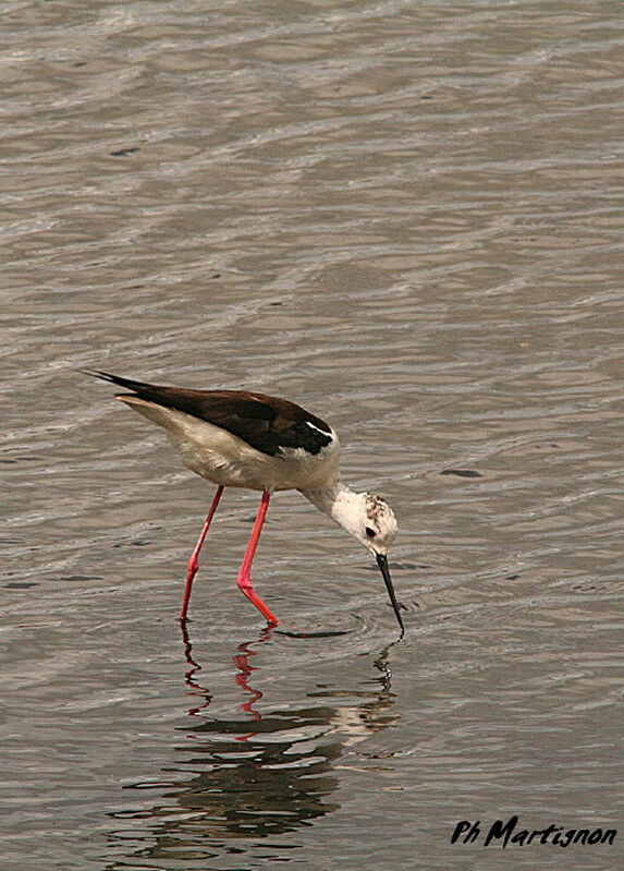 Black-winged Stilt, identification