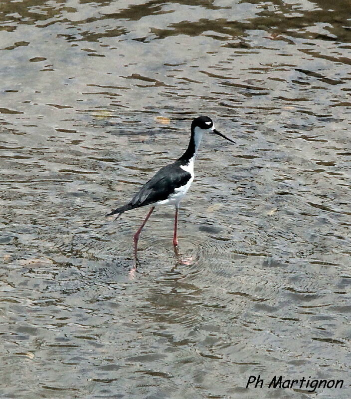 Échasse d'Amérique, identification