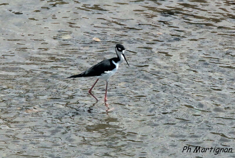 Black-necked Stilt, identification