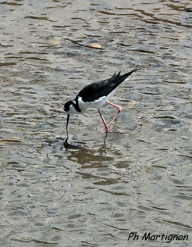 Échasse d'Amérique, identification