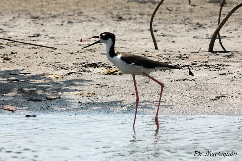 Échasse d'Amérique, identification