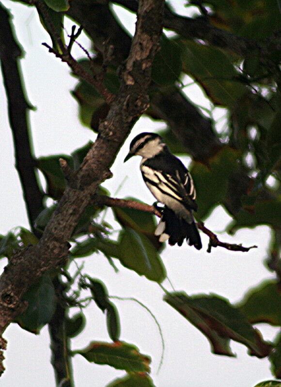 Échenilleur térat, identification