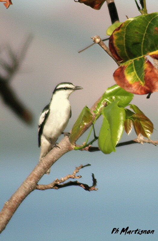 Échenilleur térat, identification